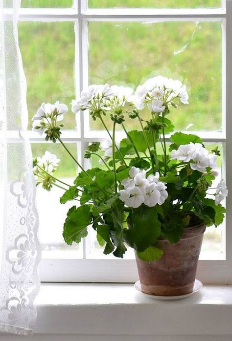 Geraniums Garden, White Flowering Plants, Greenhouse Design, Dendrobium Orchids, Indoor Flowers, Elegant Flowers, Balcony Garden, Container Plants, Garden Styles