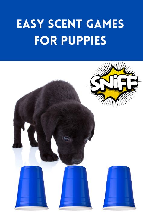 Easy Scent Games for Puppies Puppy Busy Activities, Games For Puppies, Puppy Enrichment, Puppy Games, Train Dog, Puppy Ideas, Dog Behavior Training, Little Creatures, Dog Information