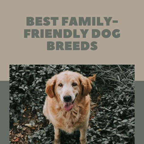 Are you looking for a dog that really loves kids? These five breeds are all great choices. Some are big, some are small, but all are great choices for a family with kids. Friendliest Dog Breeds, Top 10 Dog Breeds, Friendly Dog Breeds, Family Friendly Dogs, Friendly Dogs, English Dogs, Pretty Dogs, Best Dog Breeds, Mixed Breed Dogs