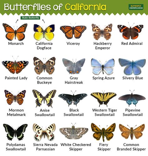 Types of Butterflies in California Species Of Butterflies, Butterfly Types And Meanings, Type Of Butterflies, California Butterflies, Different Kinds Of Butterflies, Butterflies Species, Butterfly Types, Aztec Pattern Wallpaper, Crawling Animals