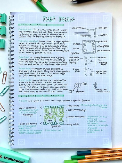 Organized Biology Notes, Plant Cell Notes Biology, Science Cells Notes, Biology Notes Aesthetic Plant Cell, Aesthetic Notes Biology Cells, Aqa Biology Gcse, Plant Tissue Notes, Cell Biology Notes Gcse, Tissue Notes Biology