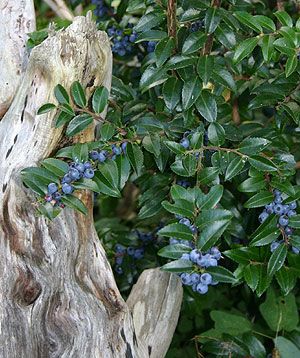 Huckleberry-- grows well in containers so try in front and back.  Nice year-round foliage that changes color.  Grow in the back because it tolerates shade.  But does it need too much water? Evergreen Huckleberry Pacific Northwest, Growing Huckleberries, Filler Foliage, Vaccinium Ovatum, Evergreen Huckleberry, Huckleberry Bush, Water Foundation, Pnw Garden, Berry Patch