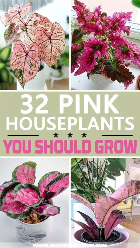 Pink Plants Indoor Houseplant, Pink Foliage Plants, Flamingo Lily Plant, Colourful Indoor Plants, Pink Rubber Plant, Pink Indoor House Plant, Pink Monstera Plant, Pink And Green Bathroom Aesthetic, Diy House Plants Ideas