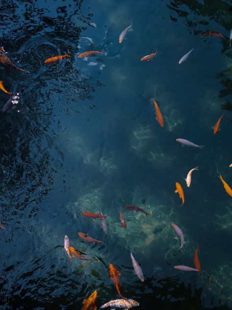 Koi Pond Top View, Pond Birds Eye View, Pond Top View, Pond Underwater, Koi Fish In Pond, Environment Moodboard, Pond Pictures, Fish In Pond, Pond Wallpaper