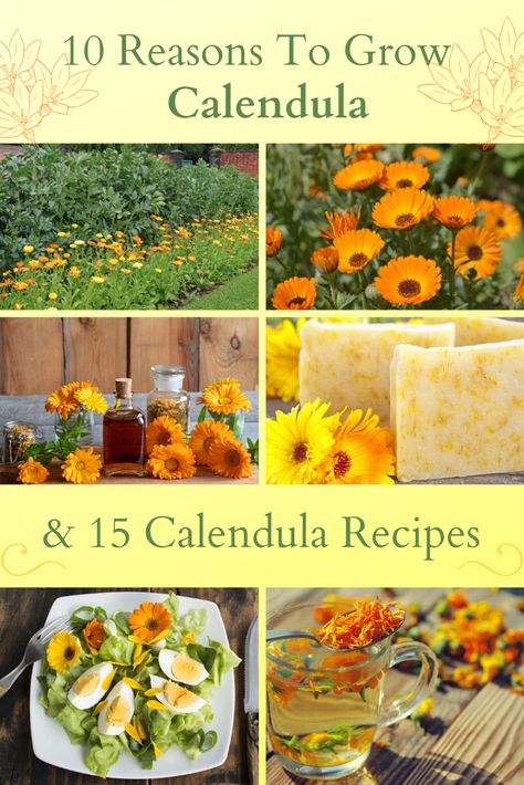 Calendula In Garden, Calendula Recipes Food, Calendula Recipes, Editable Flowers, Calendula Tea, Herb Growing, Herbal Tea Garden, Medicinal Herbs Garden, Medicinal Garden