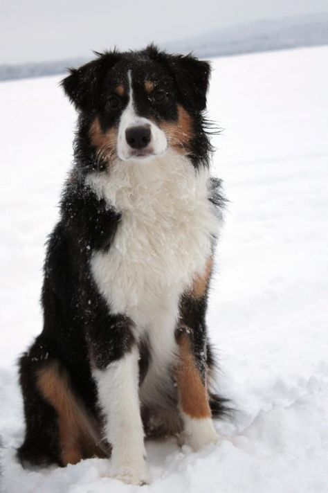 Australian Shepherd - Black Tri Australian Shepherd Black, Black Tri Australian Shepherd, Black Australian Shepherd, Australian Shepherd Red Tri, Australian Shepherd Training, English Shepherd, Aussie Shepherd, Dogs Grooming, Aussie Puppies