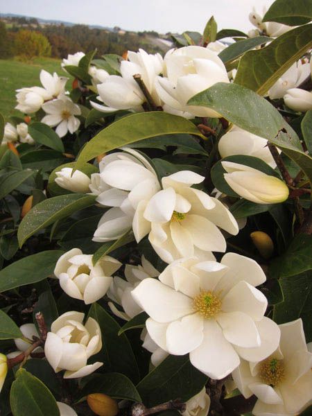 Fairy Magnolia, Evergreen Magnolia, Crepe Flowers, Magnolia Grandiflora, Magnolia Gardens, White Magnolia, Magnolia Trees, Plants Garden, Hello Hello