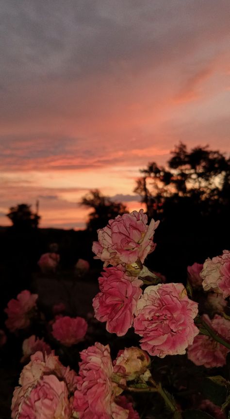 Flowers Sunset, Sunset Rose, 2024 Year, Rose Bush, Color Analysis, Beautiful Sunset, A Rose, Beautiful Nature, Nature Photography