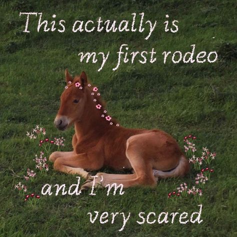 My First Rodeo, Living In London, First Rodeo, Cute Memes, Oui Oui, Day Of My Life, Dear God, What’s Going On, Just Girly Things