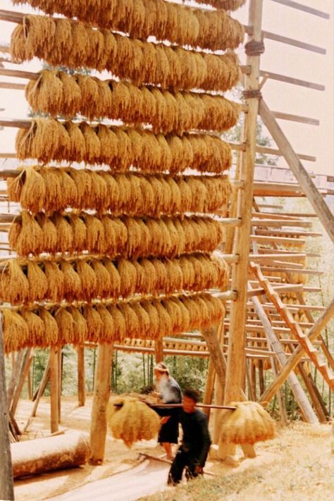 Farmers are busiest in the fields during the autumn harvest season. The Dong villages of Qiandongnan, Guizhou Province, dry glutinous rice on wooden racks, creating a picturesque sight. When you walk into a Dong village in Guizhou, you will see many tall wooden racks, which are called He Liang (禾晾 in Chinese), a unique wooden rack for drying grain ears in the Dong areas. Pic by Chen Wei Zhong Chen Wei, App Promotion, Wooden Rack, Glutinous Rice, Harvest Season, Autumn Harvest, Fall Harvest, Mobile App, Promotion