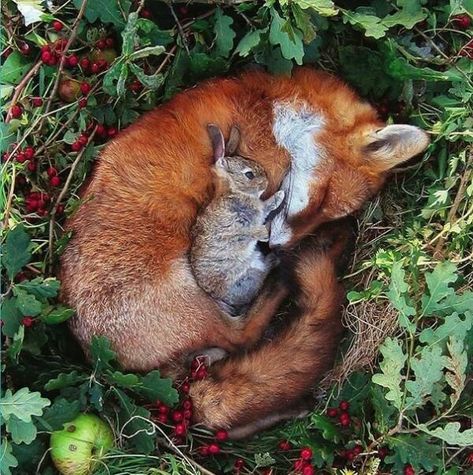 19 Unlikely Animal Cuddle Buddies That Are Too Cute for Words - I Can Has Cheezburger? Sleeping Animals, Fox And Rabbit, Animals Friendship, 웃긴 사진, Cute Animal Photos, Apple Tree, Cute Animal Pictures, Sweet Animals, Forest Animals