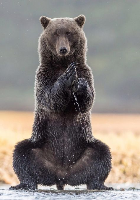 Giant grizzly bear stands out as it practices some yoga in Alaska. Tattoos Pets, Pet Tattoo Ideas, Excited Animals, Funny Animal Art, Animal Quiz, Wild Animals Photography, Pet Drawing, Animal Printables, Pets Drawing