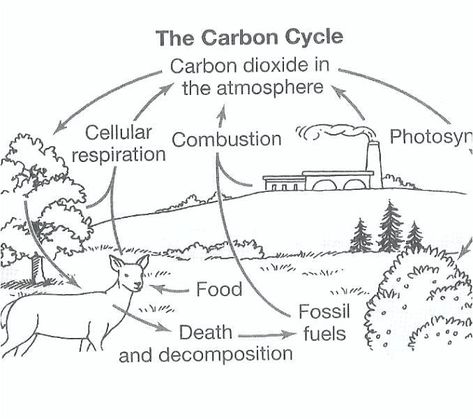 Blank Carbon Cycle Diagram Worksheets Carbon Cycle Diagram, Carbon Dioxide Oxygen Cycle, Carbon Dioxide Cycle, Plant Life Cycle Worksheet, Water Cycle Diagram, The Carbon Cycle, Water Cycle Worksheet, Complex Sentences Worksheets, Nutrient Cycle