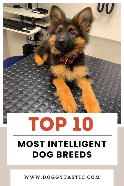 You’re probably curious about which dog breeds are the smartest.   Some breeds really stand out for their exceptional brainpower. The top dogs excelled at quickly learning commands and working intelligence.  So, what’s the benefit of choosing one of the smartest breeds? These clever canines are usually easier to train, adapt well to new situations, and can master complex tasks.  #dogs #dogbreeds Smartest Dogs, Smartest Dog Breeds, Every Dog Breed, Selective Breeding, Smart Dog, Dog Agility, Mixed Breed Dogs, Shetland Sheepdog, Therapy Dogs