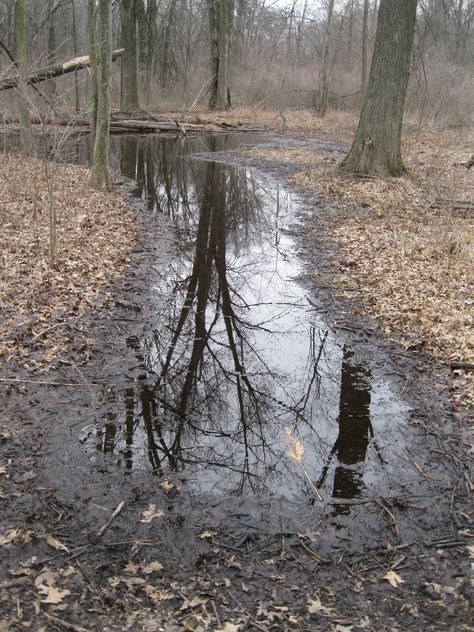 Muddy Aesthetic, Puddle Aesthetic, Mushroom Animation, Animatic Reference, Mud Aesthetic, Mud Puddle, Roman Candle, Misty Forest, White Sky