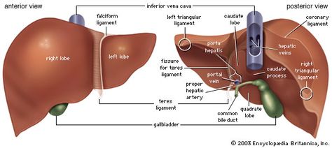 The liver has 4 lobes - right, left, quadrate and caudate, and the falciform ligament and round ligament. The gallbladder is attached to the liver, storing and concentrating bile. Bile is a yellow-green fluid containing phospholipids and bile salts which emulsify fats, aiding in their digestion. The hepatic triad include the hepatic portal vein, hepatic artery,and bile ductules. Human Liver Anatomy, Anatomi Dan Fisiologi, Liver Anatomy, Human Digestive System, Sistem Pencernaan, Human Liver, Bile Duct, Medical School Essentials, Human Anatomy And Physiology