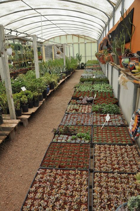 Home Plant Nursery, Plant Store Ideas, Plant Nursery Ideas, Green House Gardening, Gardening Tattoo, Tanaman Sukulen, Tools Tattoo, Garden Center Displays, Nursery Plant