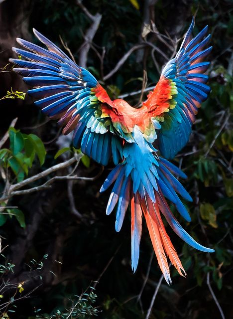 Red Macaw Aesthetic, Red And Green Macaw, Macaw Parrot Aesthetic, Macaw Aesthetic, Colorful Birds Nature, Parrot Aesthetic, Red Macaw Parrot, Parrot Pictures, Bird Landing