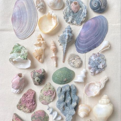 So pretty ✨🐚💜 Who else loves sea shells? I'm so inspired by all sorts of different shells right now and the variety of colours. My Pinterest is just all shells right now. Here are some of my favs. #shells #shellart #shelllover #seashellsbytheseashore #shells🐚 Mermaid Aesthetic, Shell Collection, Pearl Jewellery, Gadgets And Gizmos, Seashell Crafts, Crafts Hacks, My Pinterest, Mermaid Party, Jewelry Business