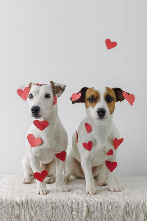 Animal Photoshoot, Valentine Photo Shoot, Puppy Photography, Dog Calendar, Photo Animaliere, Dog Cover, Valentines Day Dog, Dog Best Friend, Dog Photoshoot