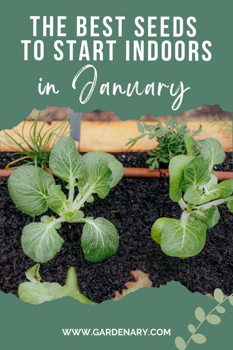 It may be cold outside, but these are the plants you've got to start indoors in January to make the most of your 2024 growing season. Seeds To Start In January, Allotment Ideas, Chives Plant, Planting Calendar, Starting Seeds Indoors, Growing Greens, Mint Plants, Garden Calendar, Perennial Herbs