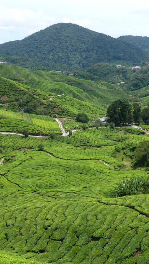 Cameron Highlands Aesthetic, Cameron Highlands Malaysia, Malaysia Trip, Cameron Highland, Genting Highlands, Mountain Aesthetic, Cameron Highlands, Malaysia Travel, Se Asia