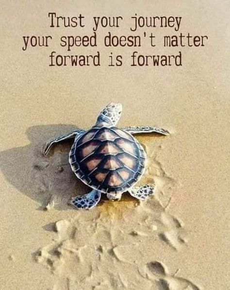 Turtle Quotes, Trust Your Journey, Louise Hay, A Turtle, Lesson Quotes, Life Lesson Quotes, Quotable Quotes, Inspiring Quotes About Life, Encouragement Quotes