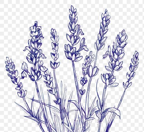 Lavender Drawing Simple, Lavender Plant Drawing, Lavender Flower Drawing, Line Art Lavender, Lavender Line Art, Vintage Flower Border, Lavender Sketch, Lavender Graphic, Lavender Drawing