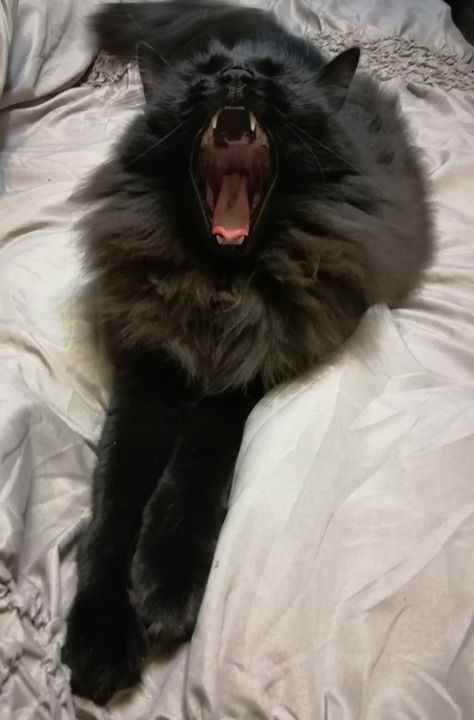 Black Cat Yawning, Black Lion Aesthetic, Mainecoon Cat Black, Animals Holding Hands, Funny Cat Pics, Fluffy Black Cat, Her Drawing, Cat Yawning, Funniest Cat