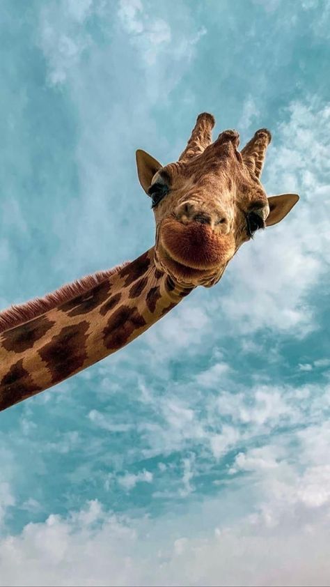 #giraffe #wallpaper #sky Cool Kids Aesthetic, A Giraffe, Cute Backgrounds, Animal Wallpaper, Cute Wallpaper Backgrounds, Animal Photo, Cute Little Animals, 귀여운 동물, Beautiful Creatures