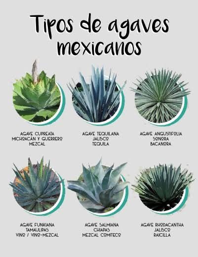 Mexican Agaves Agave Plant Landscaping, Mexican Plants, Tequila Agave, Tequila Tasting, Mexican Culture Art, Small Front Yard Landscaping, Garden Calendar, Plant Projects, Agave Plant