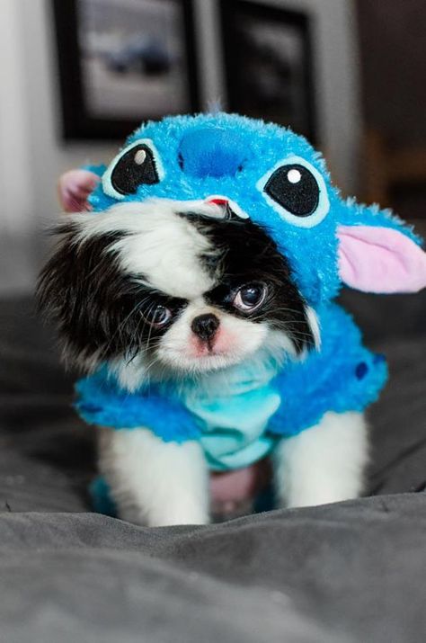 too cute Disney Dog Costume, Lilo And Stitch Toys, Best Dog Costumes, Stitch Merchandise, Japanese Chin Dog, Lilo And Stitch Merchandise, Lilo And Stitch Quotes, Stitch Stuff, Lilo And Stitch Drawings