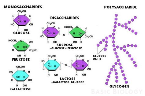 Examples of monosaccharide, disaccharide and polysaccharide molecules Carbohydrates Structure, Carbohydrates Biology, College Biology, Basic Biology, Biochemistry Notes, Biology College, General Biology, A Level Biology, Chemistry Classroom