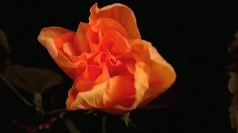 Adventurecore Aesthetic, Virtual Flowers, Make A Gif, Flowers Gif, Writing Inspiration Prompts, Orange Aesthetic, Aesthetic Gif, World Domination, Blooming Flowers