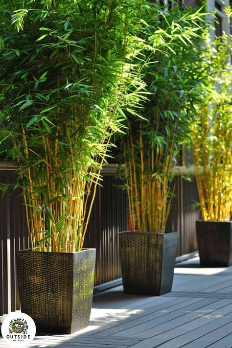 Privacy Plants In Pots, Potted Plants For Privacy, Portable Privacy Screen, Potted Bamboo, Building A Stone Wall, Porch Grill, Heat Tolerant Plants, Shrubs For Privacy, Bamboo In Pots