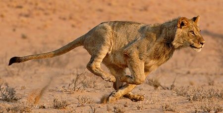 Running Action Pose, Lion Running, Animal Action, Lions Photos, Cat Anatomy, Lion King Art, Action Pose, Cat Reference, Animal Study