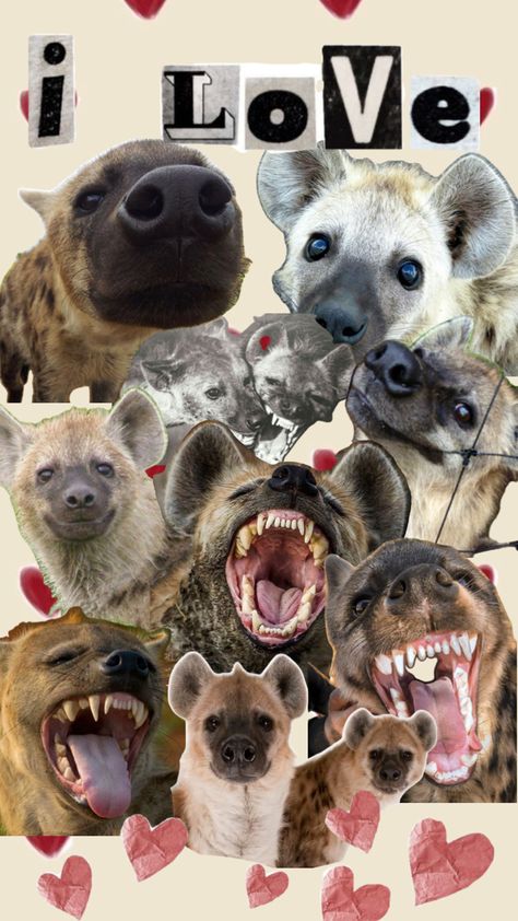 Spotted hyena Hyena Animal, Brown Hyena, Striped Hyena, Spotted Hyena, Scary Dogs, African Wild Dog, Animal Study, Pretty Animals, Wild Dogs