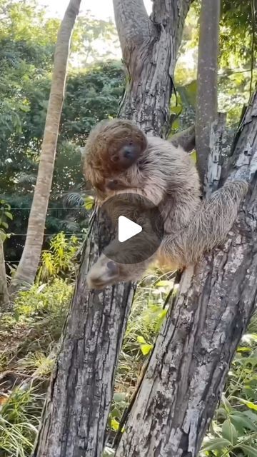 Cute Wild Animals Videos, Sloth Template, Baby Sloth Pictures, Sloth Gif, Cute Sloth Pictures, Sloth Photos, Smiling Sloth, Funny Wild Animals, Animals Doing Funny Things