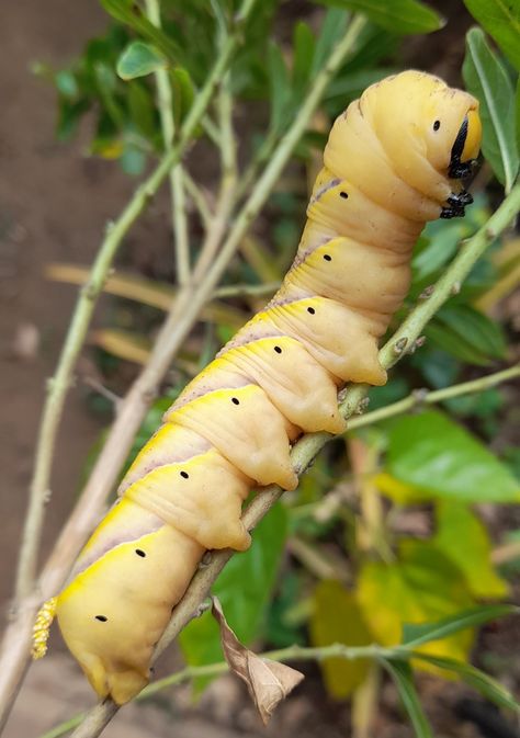 Beautiful, weird and colourful worm Worms Aesthetic, Worm Aesthetic, Grub Worms, Chronic Headaches, Silk Worm, White Worms, Insect Eggs, Health Notes, 2023 Aesthetic