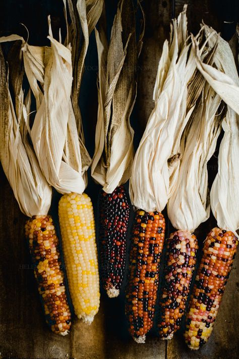 Dried Ornamental Corn Harvest Pictures Farms, Autumn Harvest Aesthetic, Dried Corn Decor, Corn Decorations Fall, Dry Corn Decor, Corn Stalks Decorations, Corn Aesthetic, Corn Photography, Harvest Aesthetic