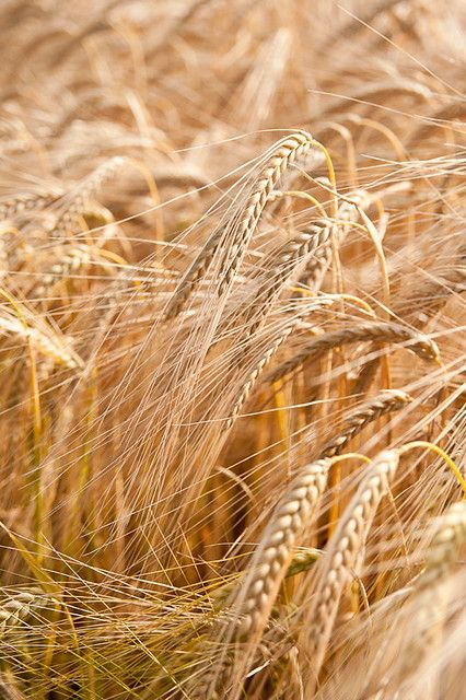 Barley field | Sarka Babicka Photography | Flickr Golden Fields, Wheat Sheaf, Beta Glucan, Photography Autumn, Fields Of Gold, Outdoors Tattoo, Wheat Fields, Barley, The Field