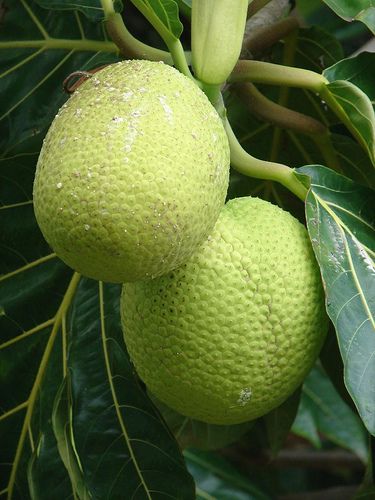 Bread Fruit Tree, Bread Fruit, Strange Fruit, Jamaican Food, Flowering Tree, Island Food, Edible Landscaping, Food Forest, Beautiful Fruits