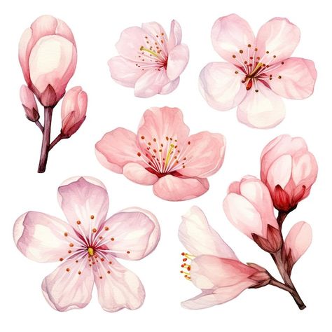 Photo vector watercolor cherry blossom c... | Premium Photo #Freepik #photo Flower Watercolor Drawing, Watercolor Art Cherry Blossom, Cherry Blossom Botanical Illustration, Blossom Cherry Tattoo, Graphic Shapes Pattern, Pastel Colors Aesthetic, Wild Sketch, Cherry Blossom Illustration, Chinese Blossom