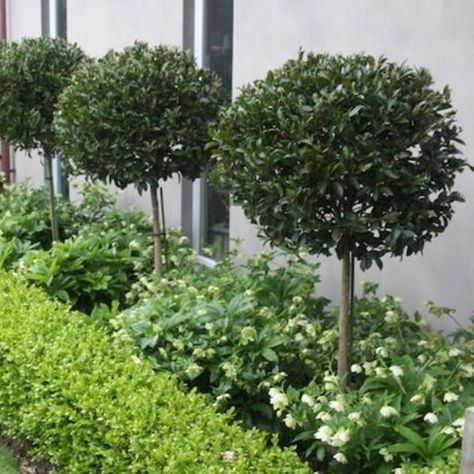 Top 10 Plants for Under Gum Trees - Garden Advice, Top 10 Lists - Hello Hello Plants & Garden Supplies Hampton Front Garden, Ficus Hillii Flash, Pots Along Fence, Hampton Garden Ideas, Front Garden Plants, Plants Front Of House, Ficus Outdoor, Round Driveway Ideas, Landscape Ideas Desert