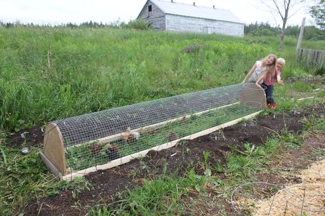 Chicken Tunnels, Portable Chicken Coop, Raising Chicks, Chicken Tractors, Chicken Coop Run, Chicken Tractor, Coop Design, Coops Diy, Chicken Coop Designs