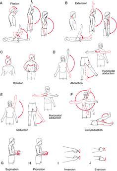 pictures of exercises for stroke patients | range of motion exercise - definition of range of motion exercise in ... Medical Dictionary, Occupational Therapy Assistant, Occupational Therapy Activities, Physical Therapy Exercises, Human Anatomy And Physiology, Medical Anatomy, Hand Therapy, Medical Terms, Occupational Therapist