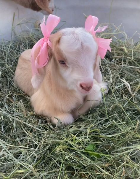 🎀🎀 Croquette Widgets, Cute Farm Aesthetic, Baby Goats Aesthetic, Goats Aesthetic, Cute Goat Art, Pet Goats, Tiny Baby Animals, Mini Goats, Cute Goat