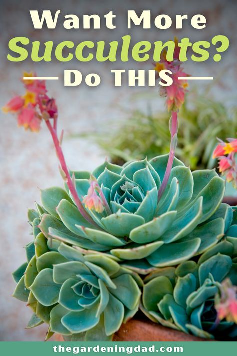 Grow Succulents, How To Water Succulents, Succulent Garden Indoor, Succulent Landscaping, Succulent Garden Diy, Propagating Succulents, Growing Succulents, Succulent Gardening, Succulent Care