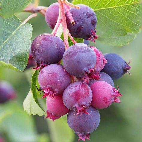 Saskatoon Berry - Other Soft Fruit - Soft Fruit - Fruit - Gardening Saskatoon Serviceberry, Amelanchier Alnifolia, Fruit Shrub, Saskatoon Berry, Blueberry Plant, Berry Plants, Berry Fruit, All Fruits, Fruit Seeds