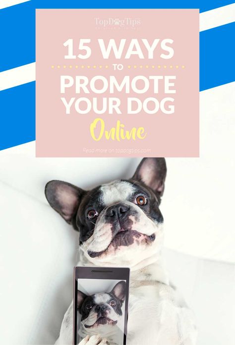 15 Ways To Promote Your Dog Online (and make 'em Internet-famous). Everyone thinks they have the cutest dog. And, while this may be true, it’s not always easy to give your pup the recognition he or she deserves. Promoting your dog online can bring up some amazing results, but especially the attention he (or you) crave for. It can seem daunting at first, but with the right tools, you’ll soon have people who think your dog is the next Boo. #dogs #fame #pets #famous #internet #online #instagram #pr Pet Influencer Instagram, Dog Instagram Ideas, Dog Influencer, Pet Influencer, Pet Instagram, Dog Marketing, Dogs Instagram, Dog Instagram, Celebrity Dogs